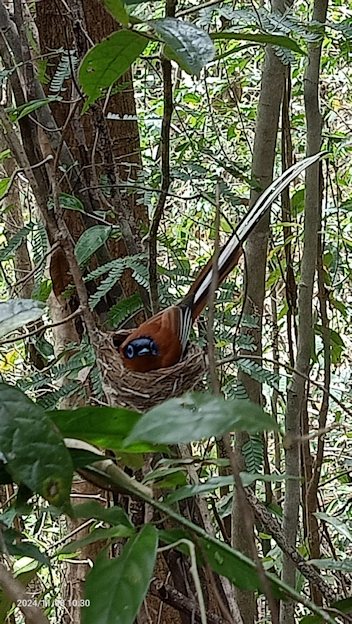 Oiseau.jpg